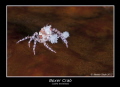   Boxer crab  
